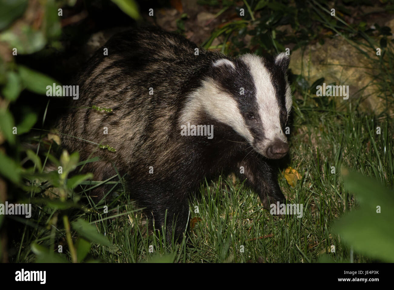 Europea (Badger Meles meles) foraggio. Carnivoro in famiglia Mustelidae a caccia di invertebrati tra la vegetazione nel Somerset, Regno Unito Foto Stock