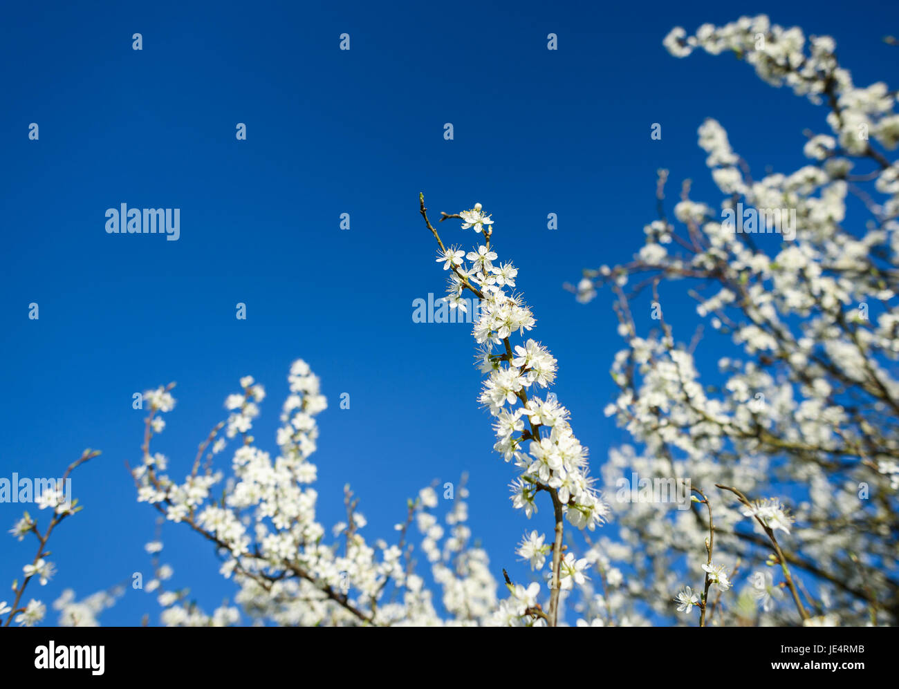 Rami di un damson albero in fiore in primavera. Foto Stock