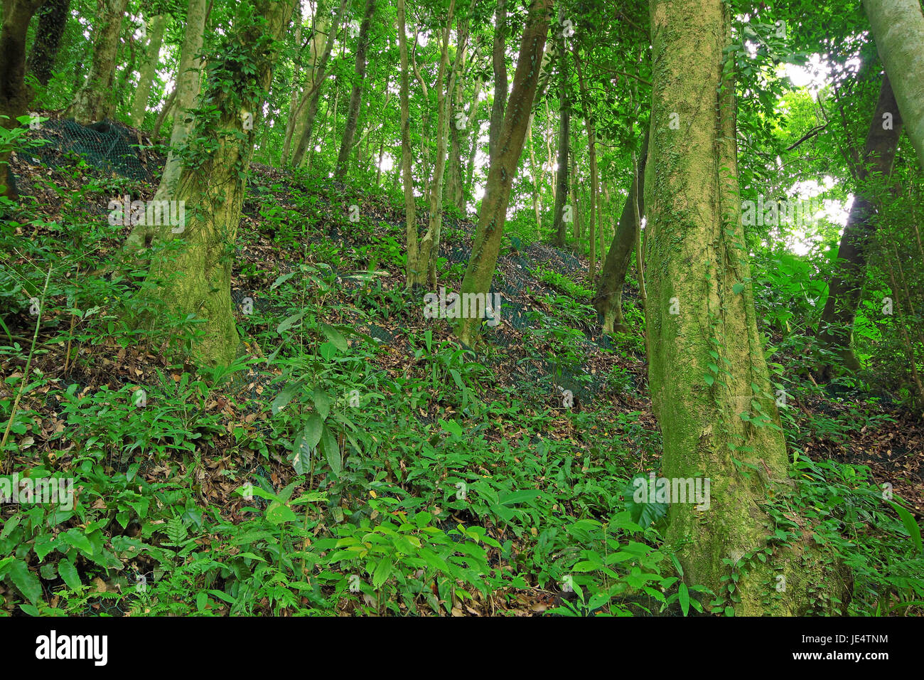 Alberi della foresta e la parete di ritegno Foto Stock