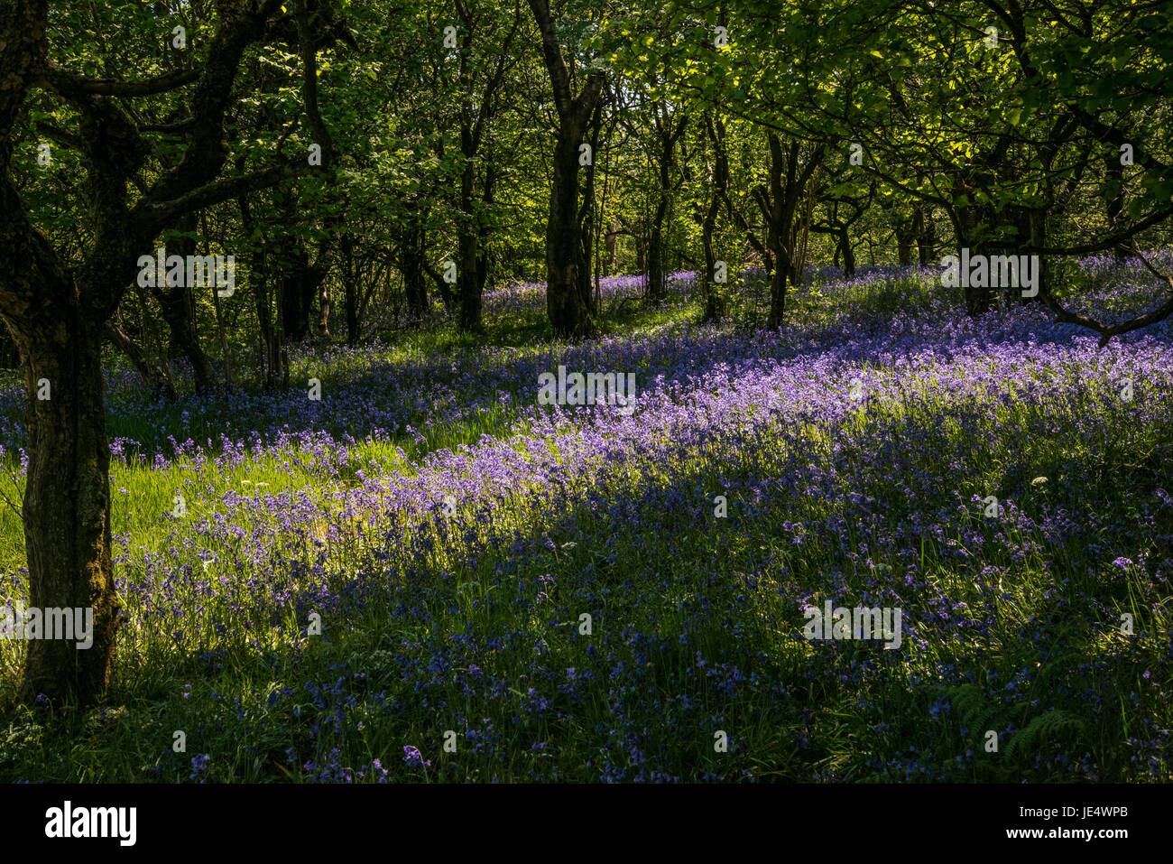 Bluebells o Giacinto selvatici [Endimione non scriptus] Foto Stock