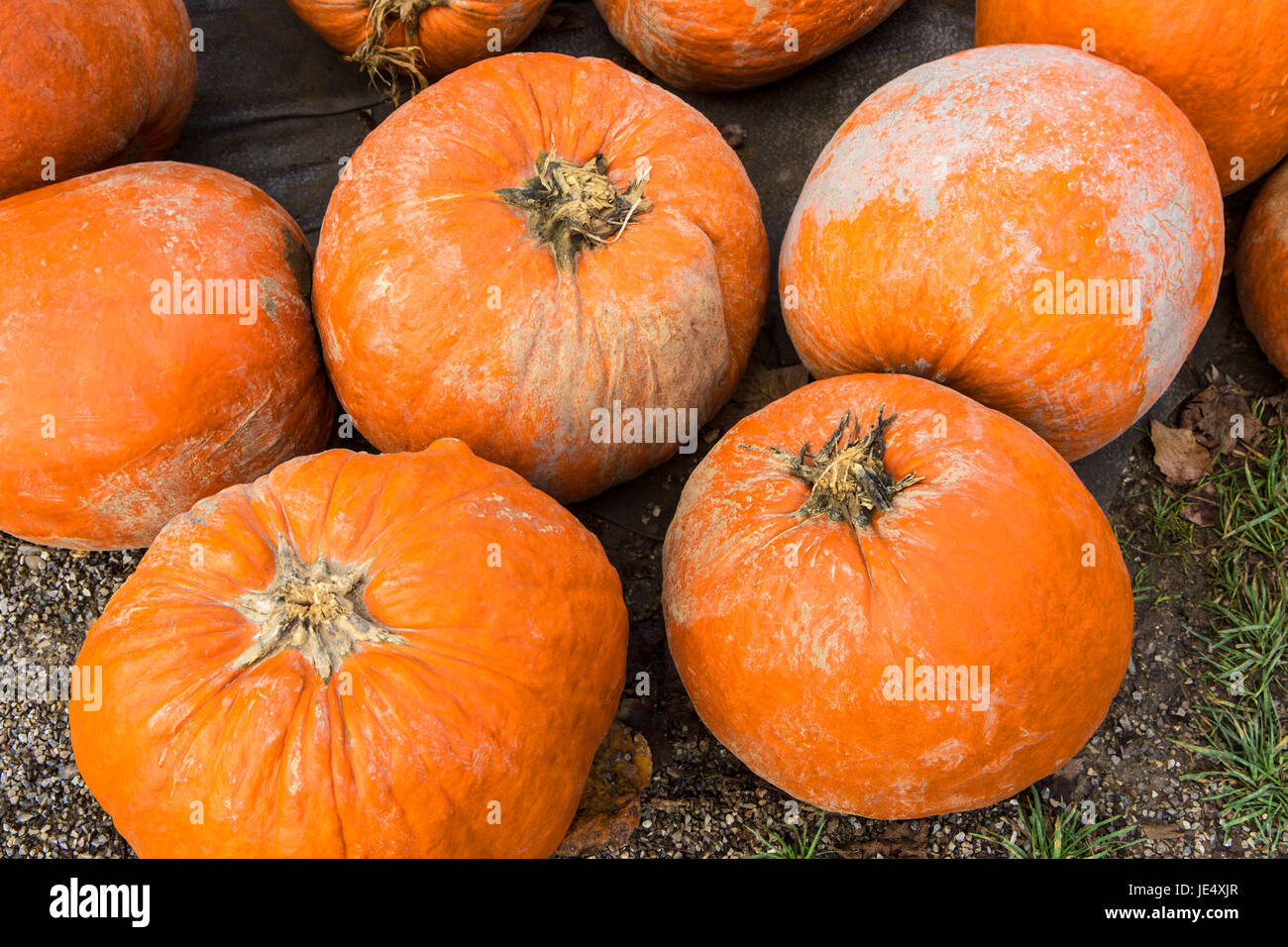 Zucche di Halloween sul campo in campagna Foto Stock
