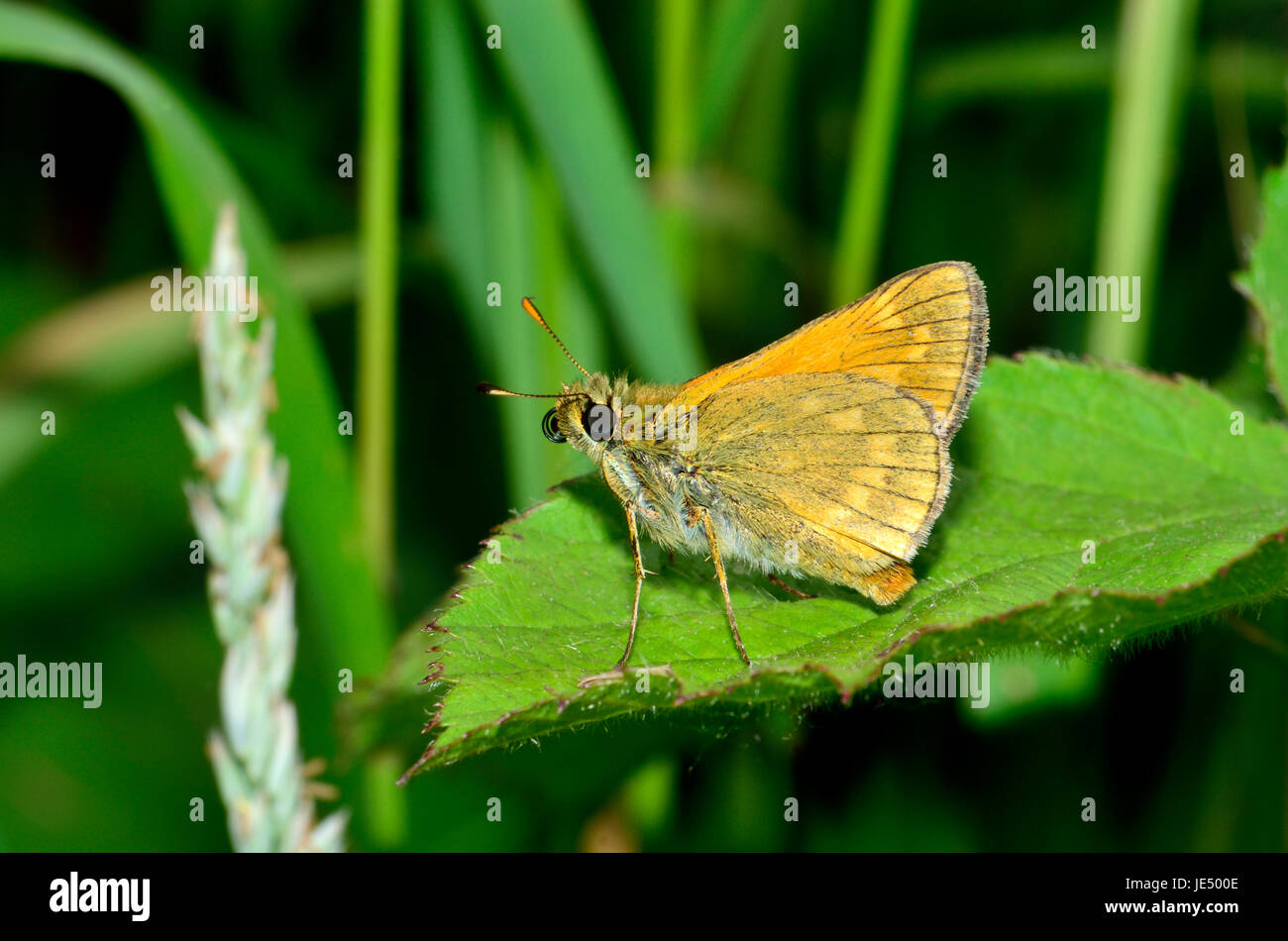 Grande Skipper butterfly (Ochlodes sylvanus underwing). Kent, Inghilterra, fine giugno Foto Stock