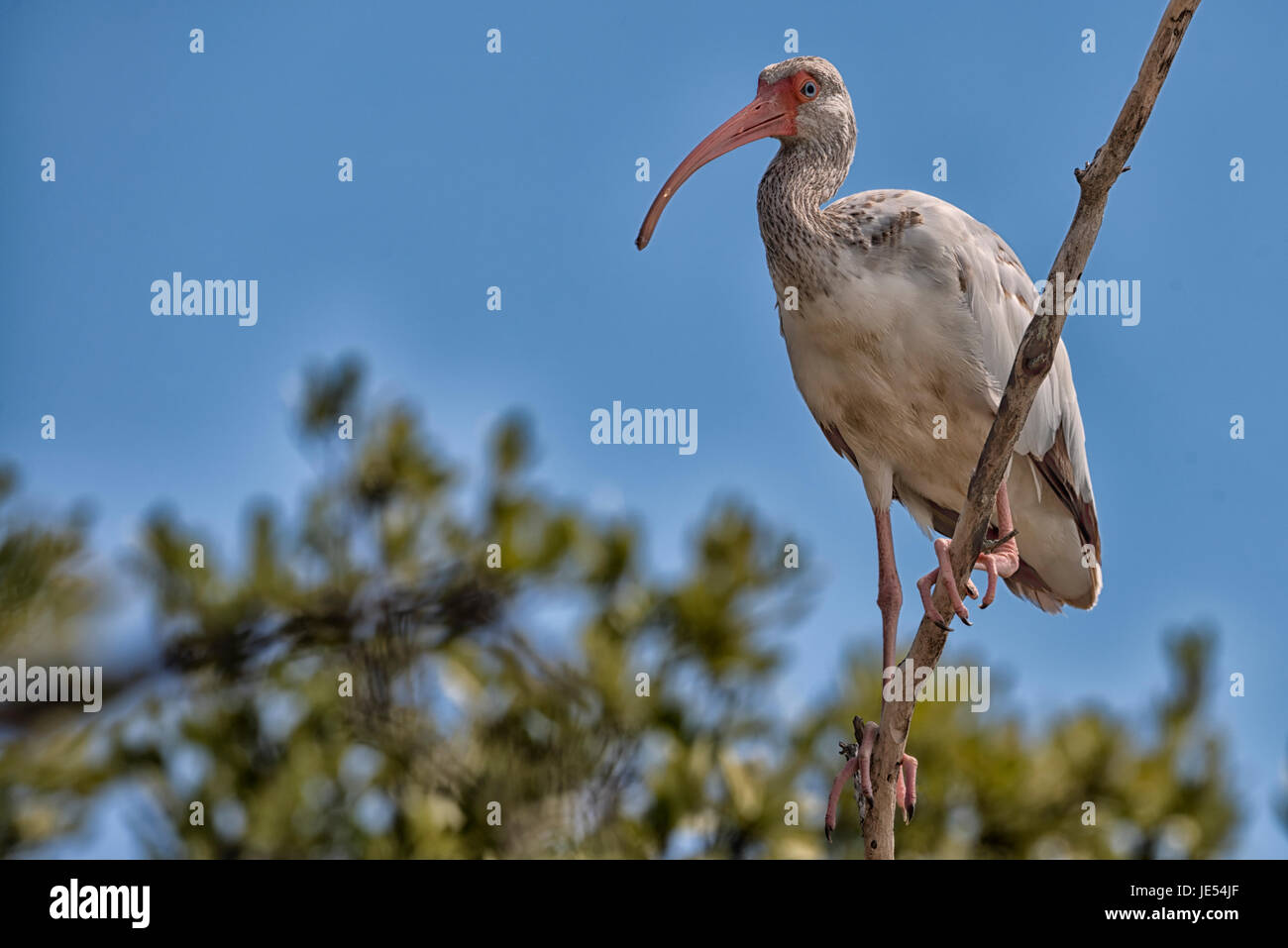 L'Ibis bianco americano (Eudocimus albus) è un uccello comune in Florida. Non c'è da meravigliarsi se questo splendido ibis giovanile si trova in una filiale in una foresta di mangrovie vicino al Florida Key Wild Bird Rehabilitation Center a Key Largo. Foto Stock