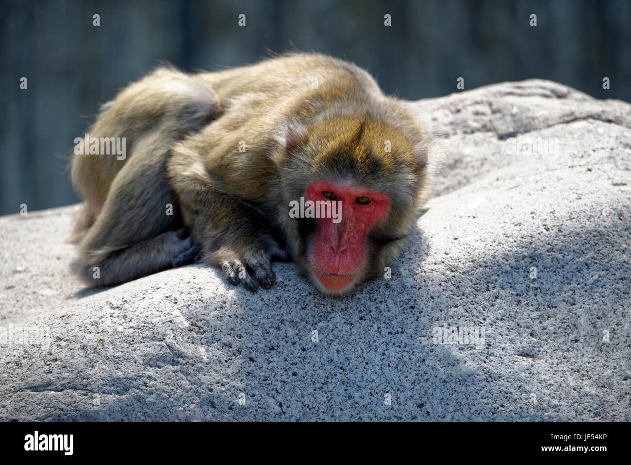 Questo Macaque giapponese (Macaca fuscata) è godersi il sole sdraiati su un enorme roccia. Foto Stock