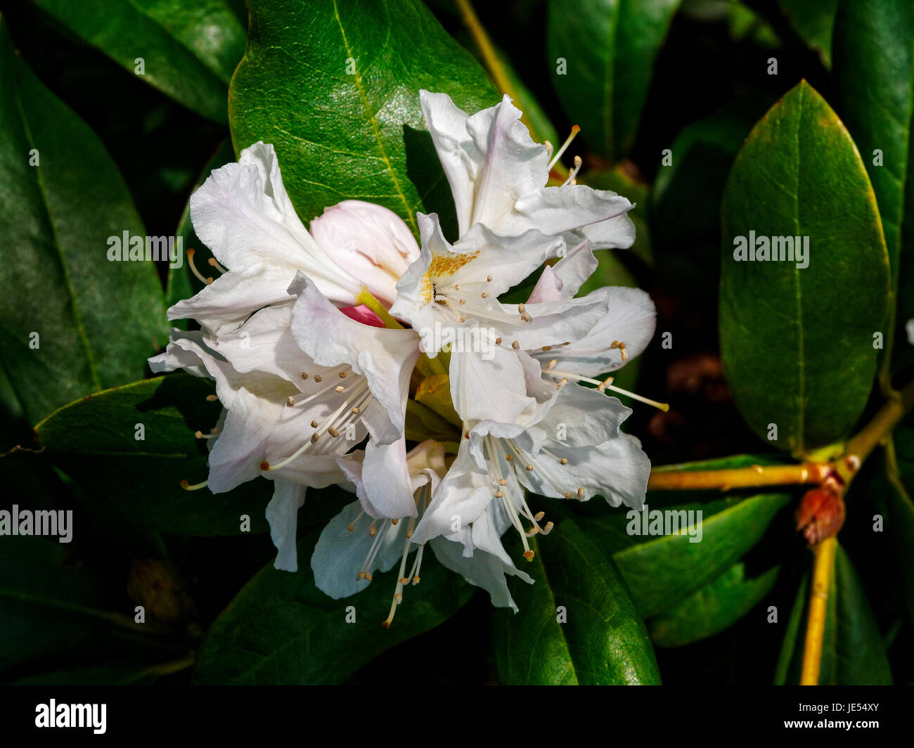 Rododendro bianco in piena fioritura si trova in ombra parziale. Foto Stock