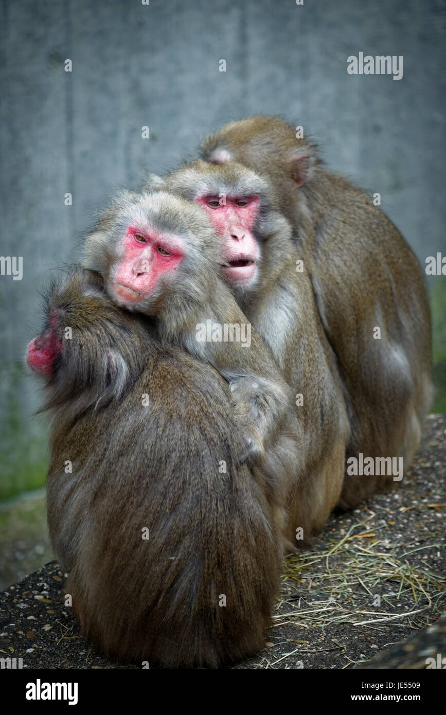 I macachi giapponesi (Macaca fuscata) si stanno riscaldando a vicenda sedendosi strettamente insieme. Foto Stock