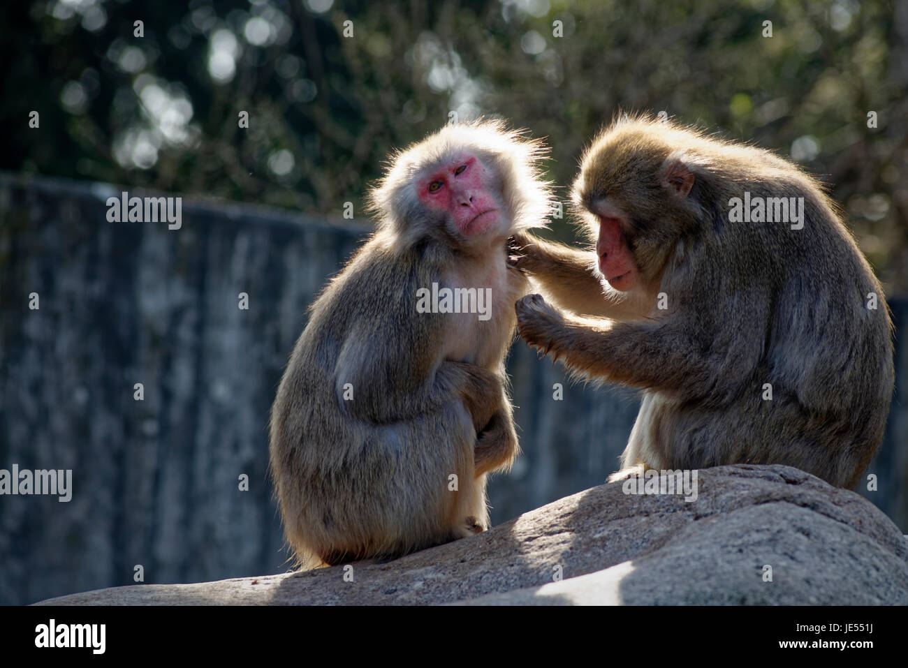 Macaque giapponese (Macaca fuscata) sono mantenendo le loro relazioni sociali in seno al gruppo dalla toelettatura ogni altro. Foto Stock