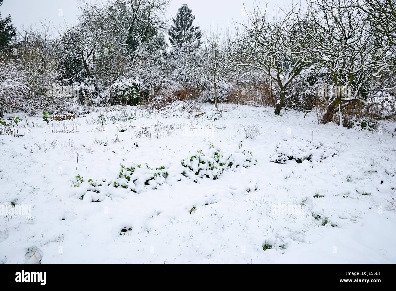 Orto in inverno, verdure sotto la neve (Suzanne's orto, Le Pas, Mayenne, Francia). Foto Stock