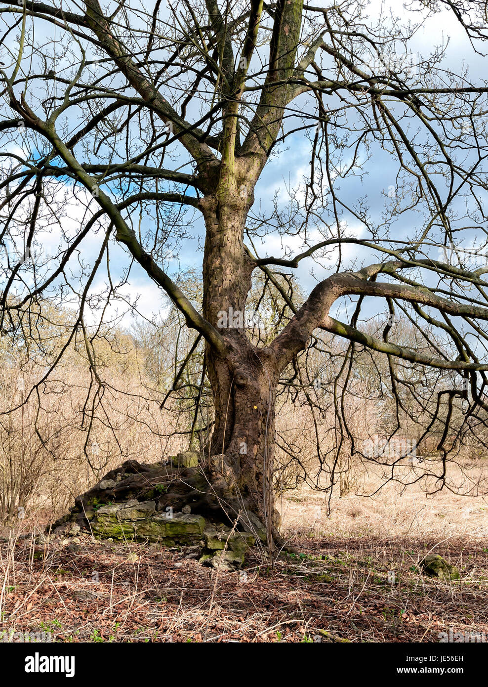 Alberi a Malton Castle Gardens Foto Stock