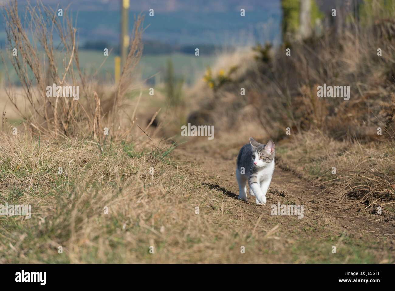 Un gattino grigio e bianco camminando lungo una pista erbosa In una mattina di Primavera Sunny Foto Stock