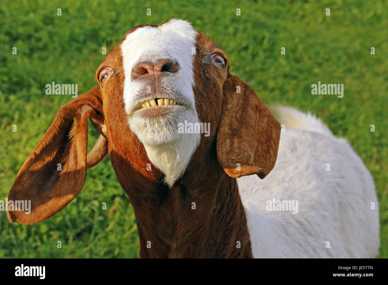 si prega di sorriso Foto Stock