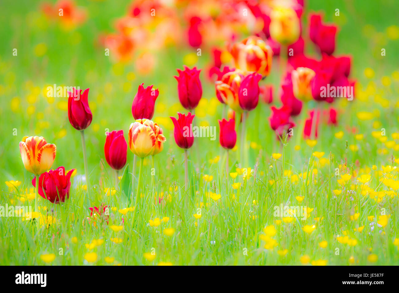 La molla scenic con tulipani in un prato di fiori Foto Stock