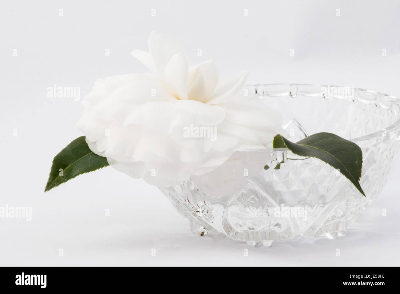 Camellia japonica su sfondo bianco Foto Stock
