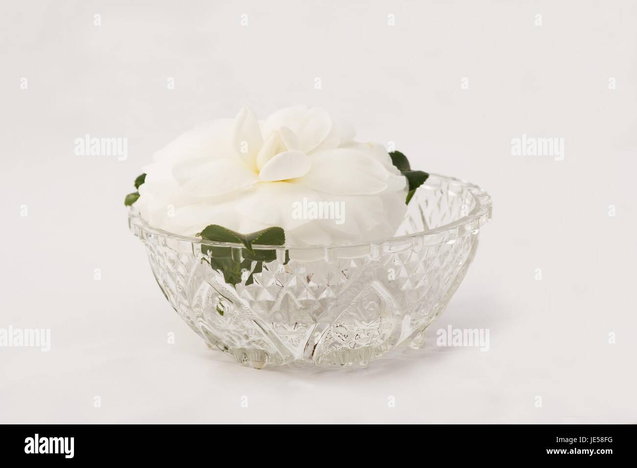 Camellia japonica nella ciotola su sfondo bianco Foto Stock