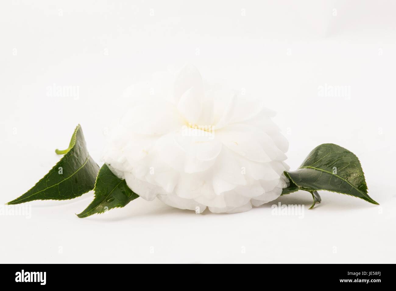 Camellia japonica su sfondo bianco Foto Stock