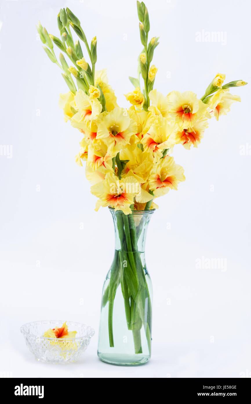 Vaso con gladiolus giallo su sfondo bianco Foto Stock
