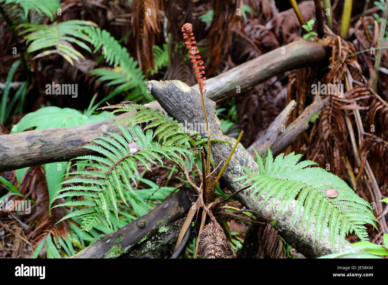 Hawaiian fern (Amau fern) Foto Stock