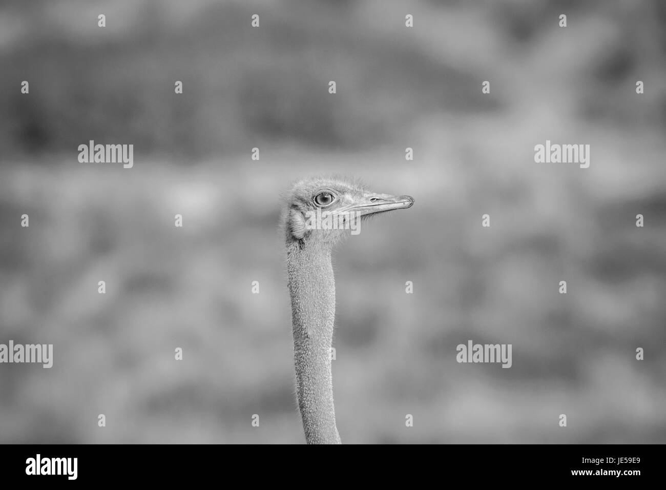 Close up di un maschio di struzzo in bianco e nero in kalagadi parco transfrontaliero, sud africa. Foto Stock