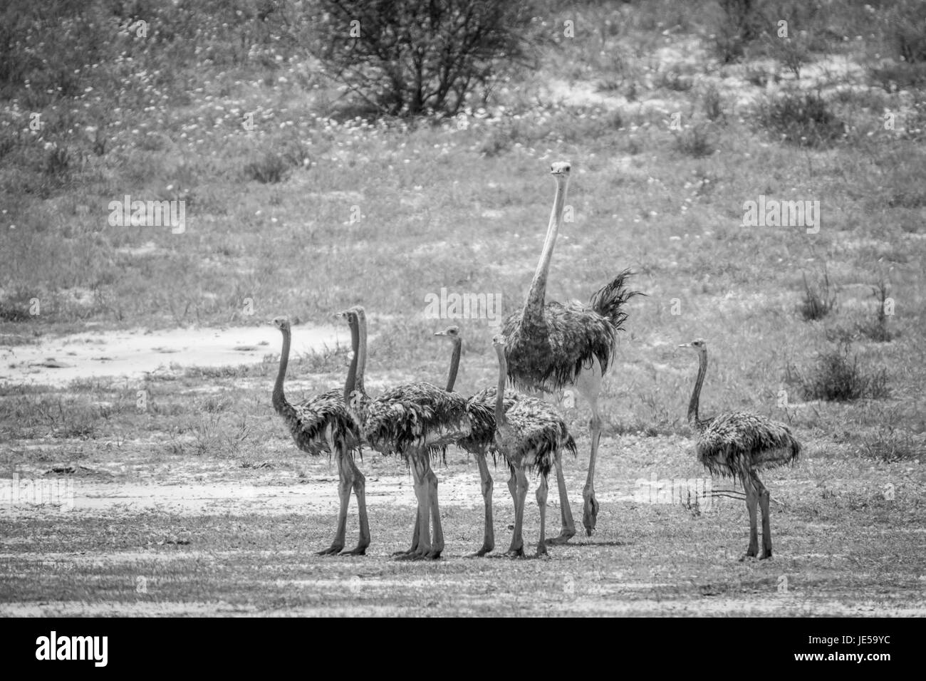 Famiglia di struzzi in erba in bianco e nero in kalagadi parco transfrontaliero, sud africa. Foto Stock