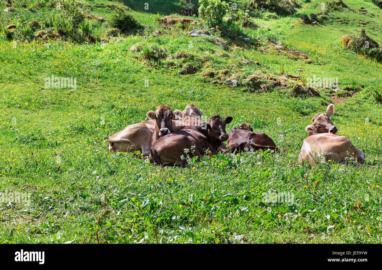 Vacche su erba verde nelle Alpi della Svizzera Foto Stock