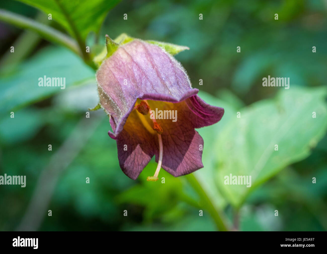 Belladonna o mortale Nightshade (Atropa belladonna), in Baviera, Germania, Europa Foto Stock