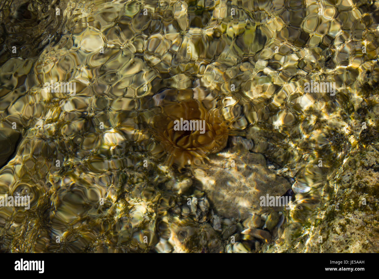 La fotografia di acqua di mare, con mosaico naturale e forme sull'acqua. Foto Stock