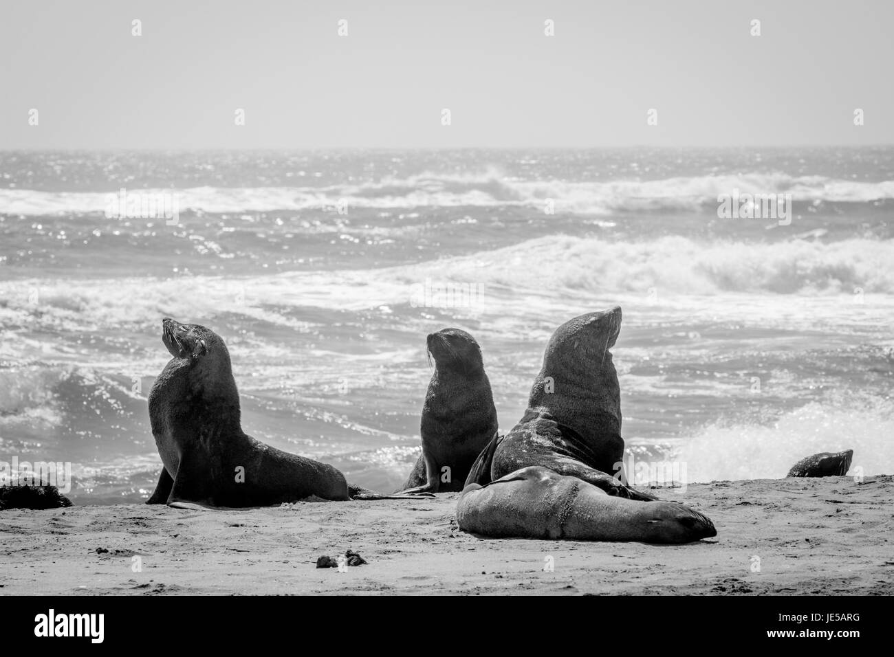 Gruppo di cape le foche in bianco e nero sulla costa del Deserto Namibiano, Namibia. Foto Stock