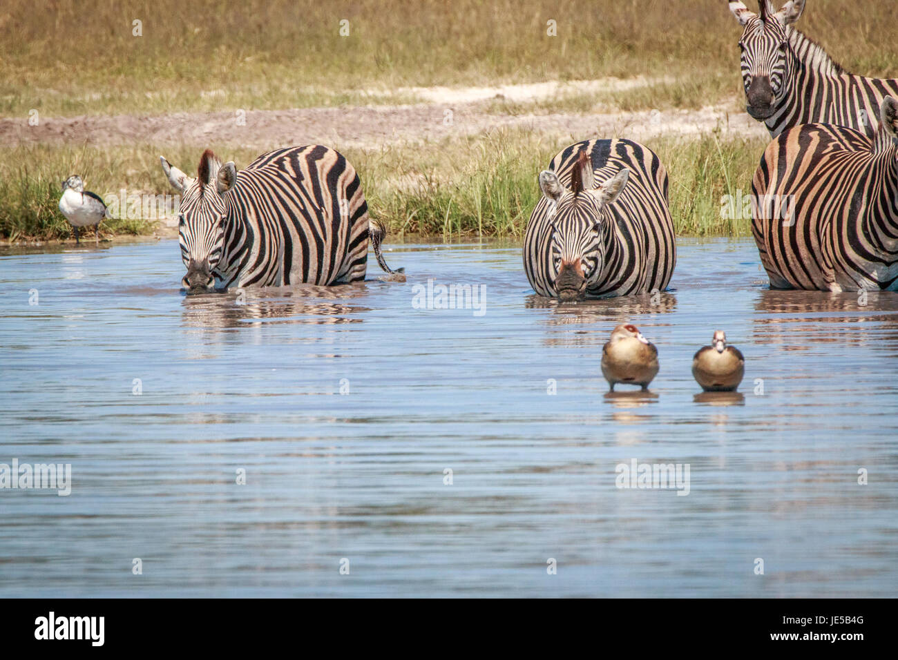 Diverse le zebre di bere in Chobe National Park, il Botswana. Foto Stock