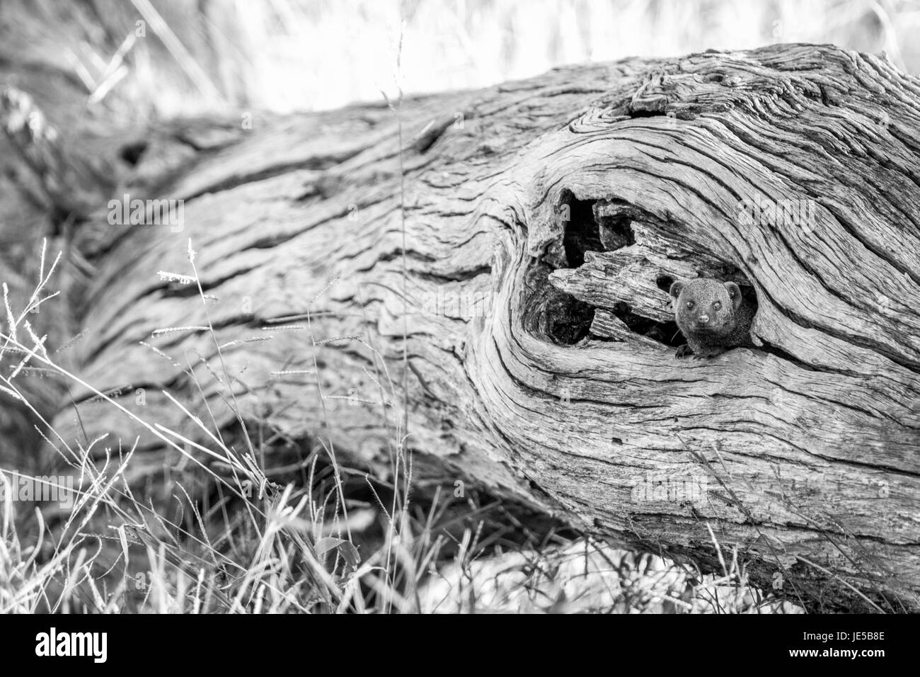 Una nana mongoose nascondere nella struttura ad albero nel Chobe National Park, il Botswana. Foto Stock