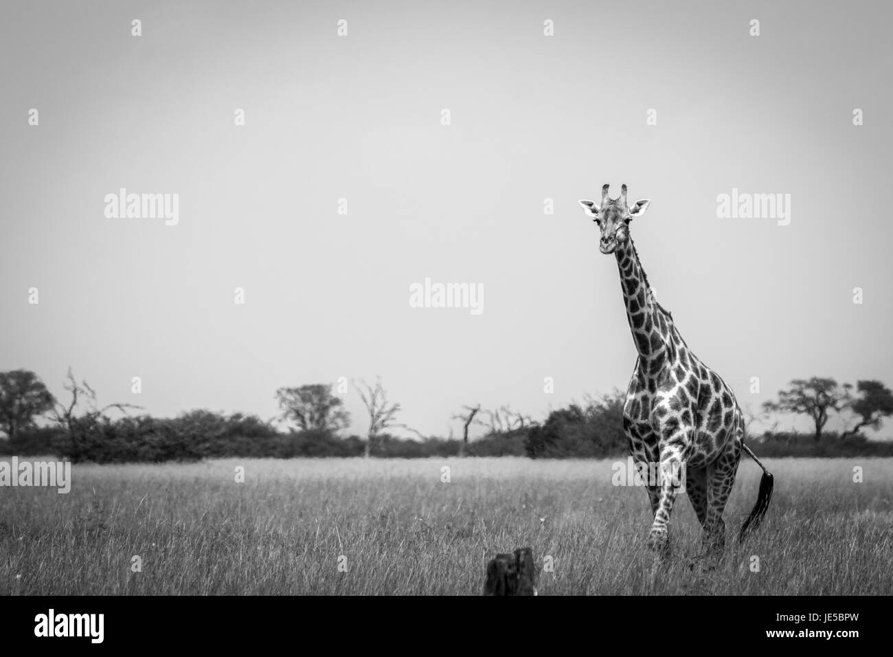 Una giraffa a piedi in erba nel Chobe National Park, il Botswana. Foto Stock