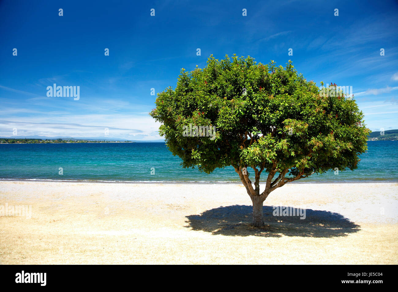 Verde albero luminoso waterfront lago Taupo Foto Stock