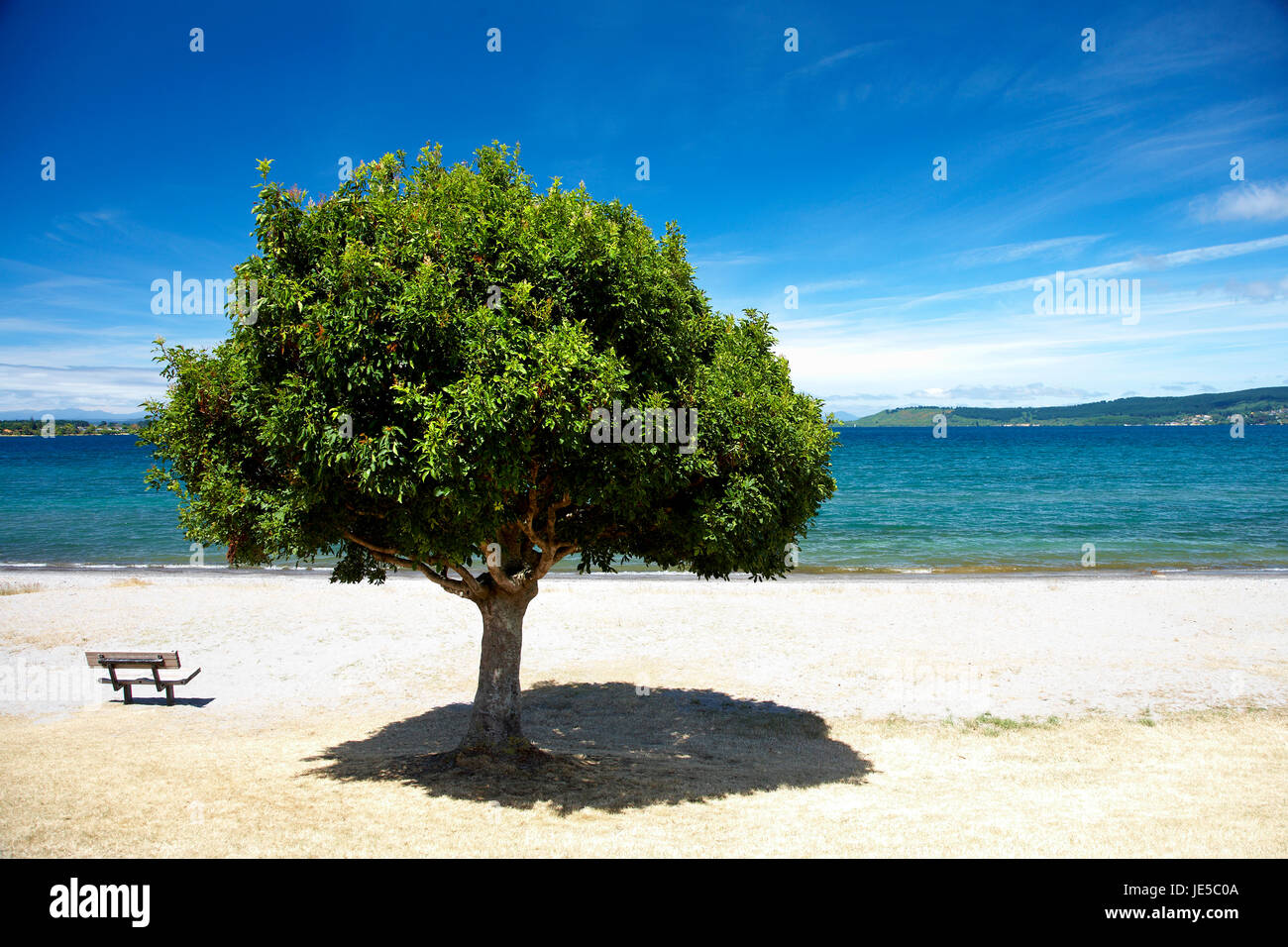 Verde albero luminoso waterfront lago Taupo Foto Stock