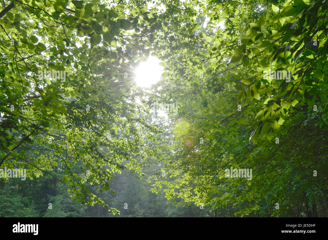 Flussi di luce solare attraverso il soffitto di una foresta Foto Stock