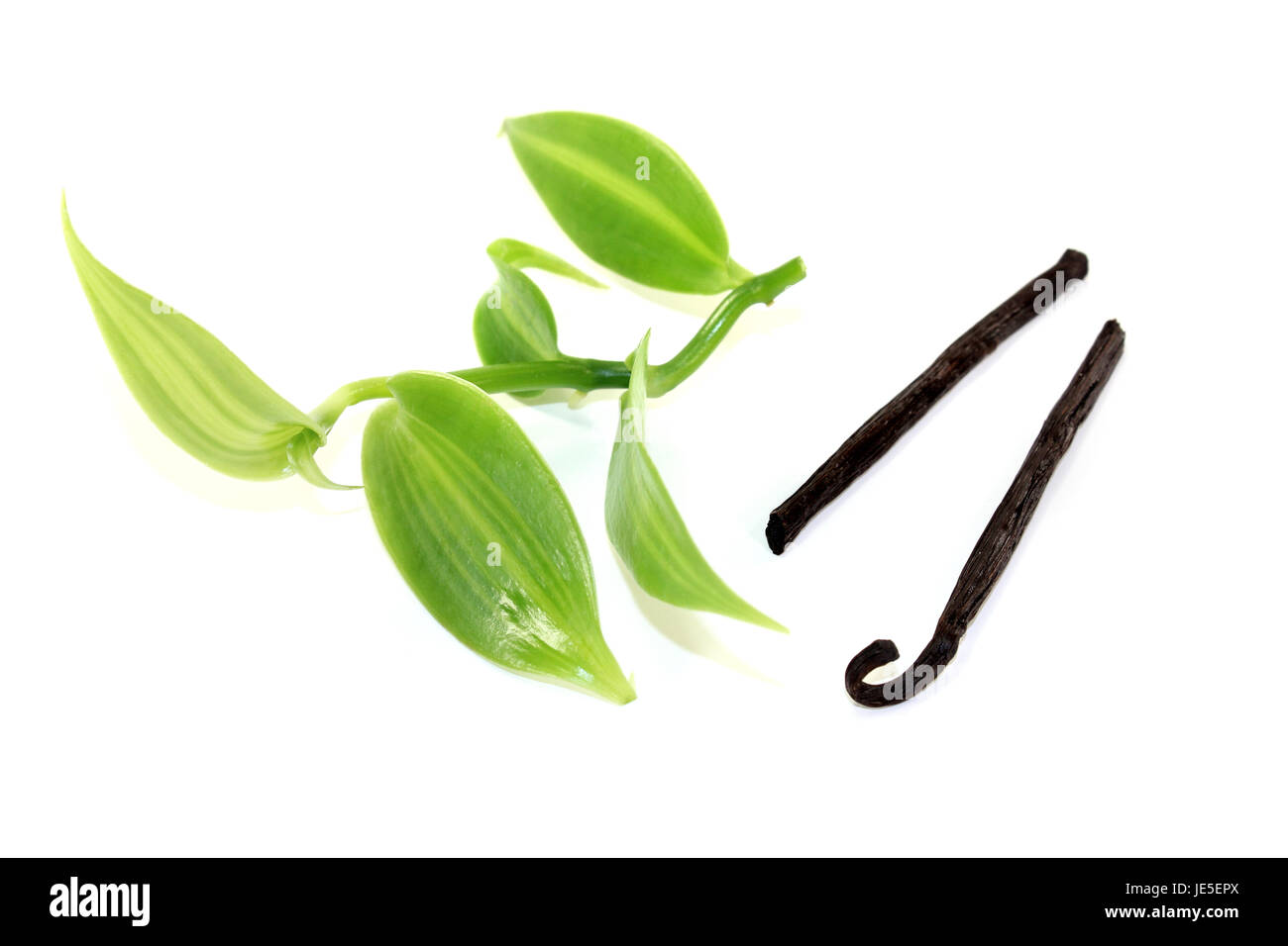 Frische grüne Vanilleblätter mit Vanillestangen auf hellem Hintergrund Foto Stock