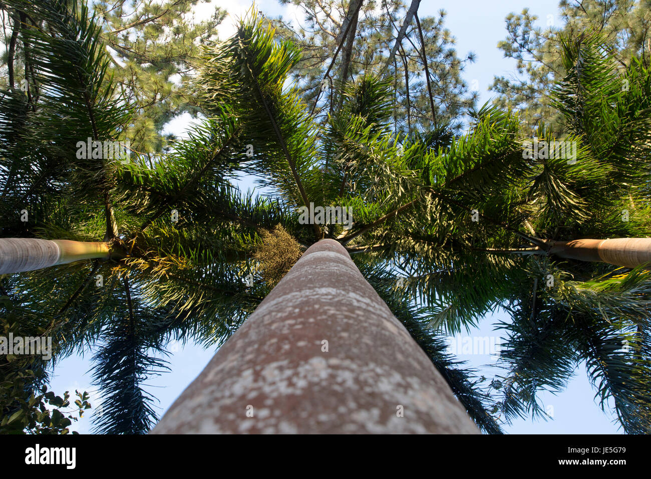 Vista cielo/ palme Foto Stock