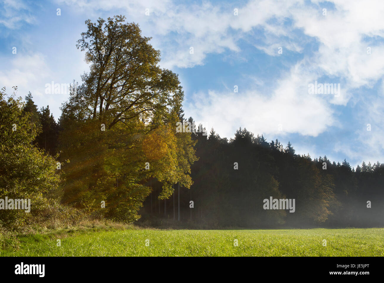 Bosco autunnale con foglie colorate e cielo blu Foto Stock