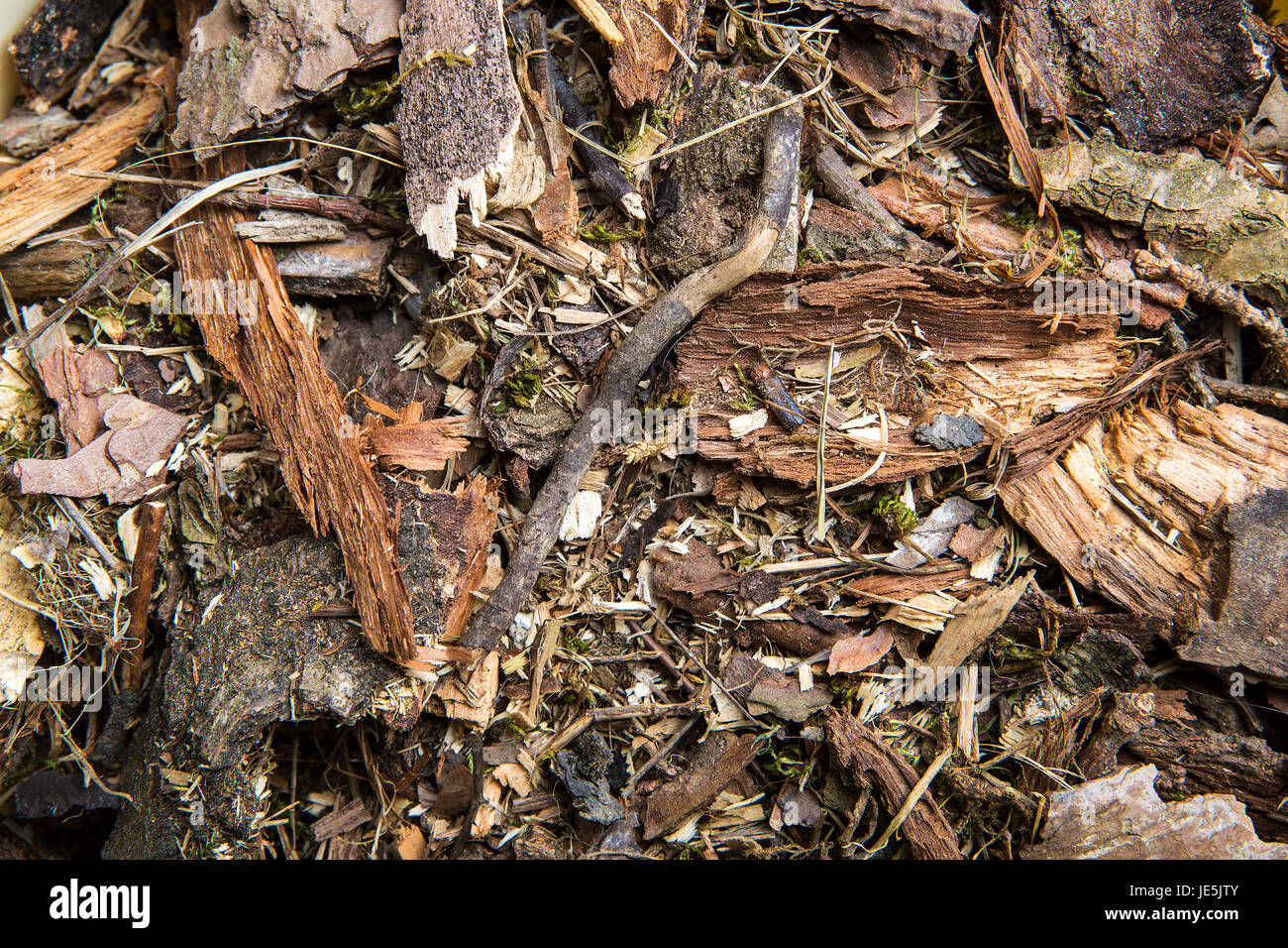 Forest Floor con moss come sfondo Foto Stock