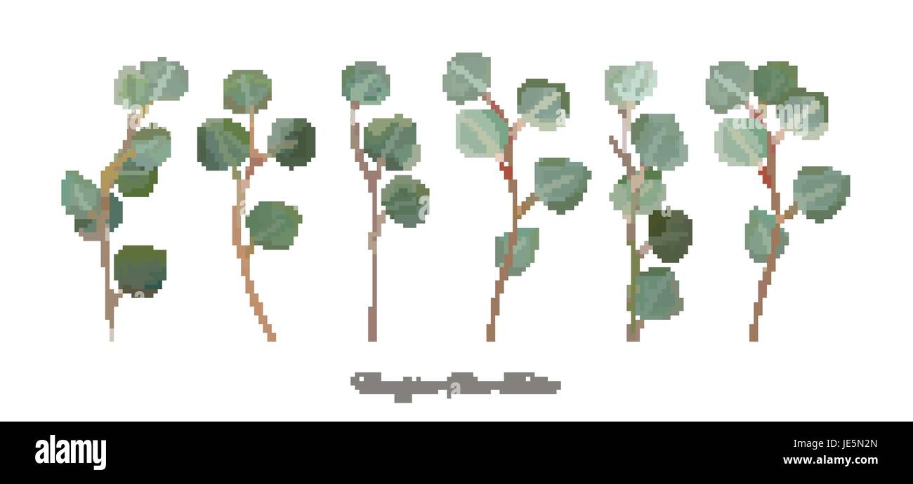 Eucalipto silver dollar fogliame rami naturali con foglie di albero tropicale elementi in stile acquerello set, raccolta. Vettore bella decorativi Illustrazione Vettoriale