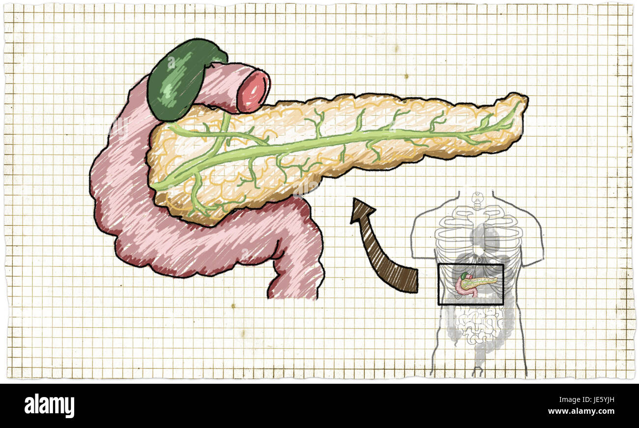 Anatomia Illustrazione dove il pancreas è situato nel corpo umano Foto