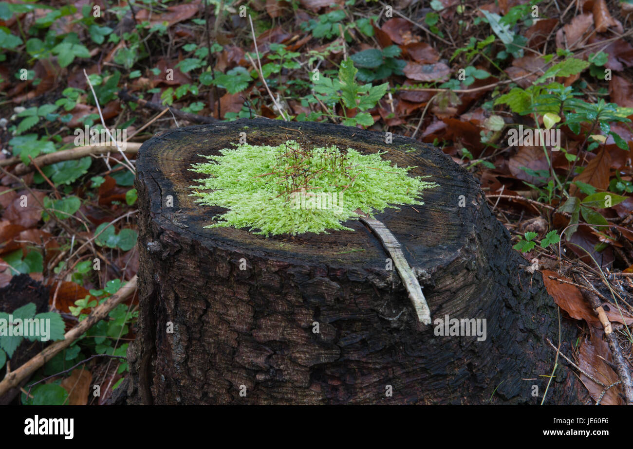 Il muschio cresce su un ceppo di legno Foto Stock