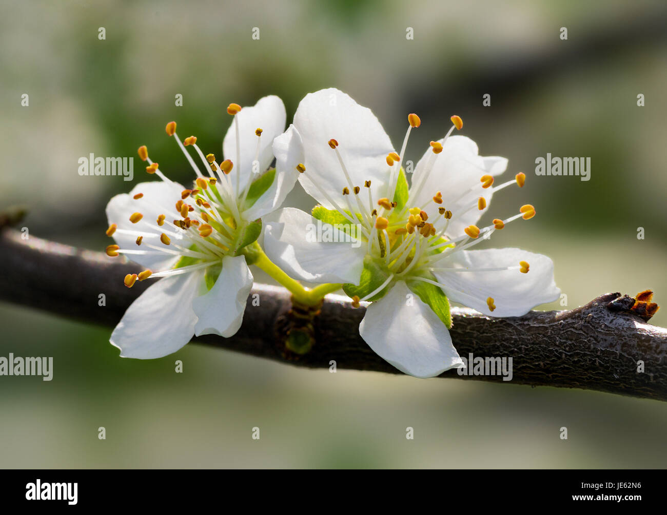 Fiori della prugna Foto Stock