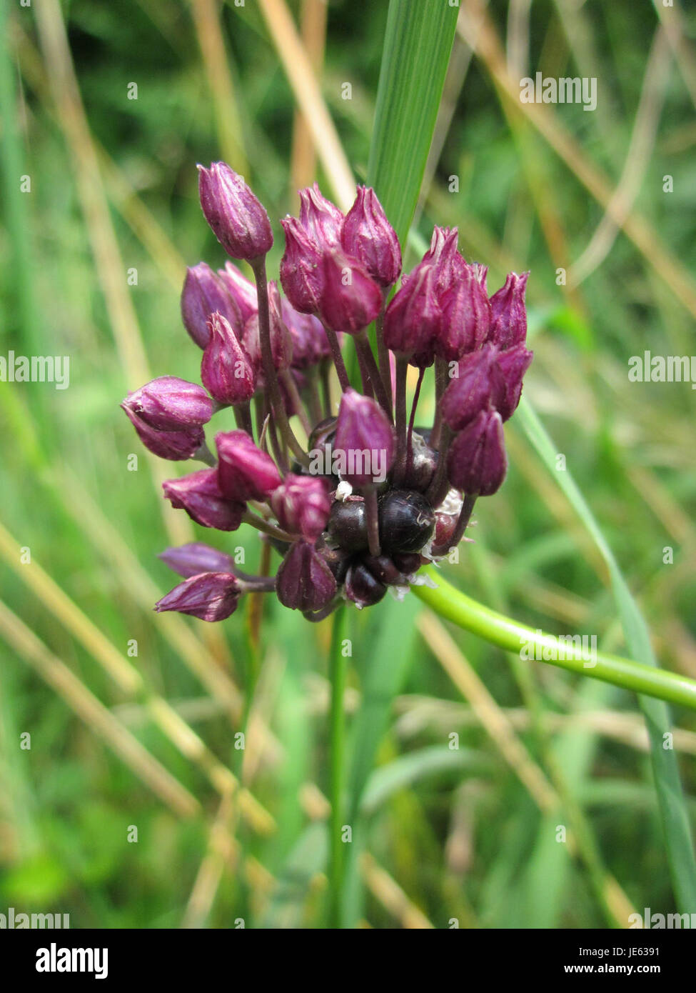 L'Allium scorodoprasum, comunemente noto come porro di sabbia o rocambole, è una pianta perenne originaria dell'Europa, del Medio Oriente e della Corea. Presenta bulbi a forma di uovo, foglie lineari e produce ammassi globulari di fiori viola all'inizio dell'estate. Prediligendo il sole pieno e il terreno ben drenato, può raggiungere altezze da 30 a 90 cm. Sia i bulbi che le foglie sono commestibili, offrendo un sapore più delicato rispetto all'aglio comune. Foto Stock