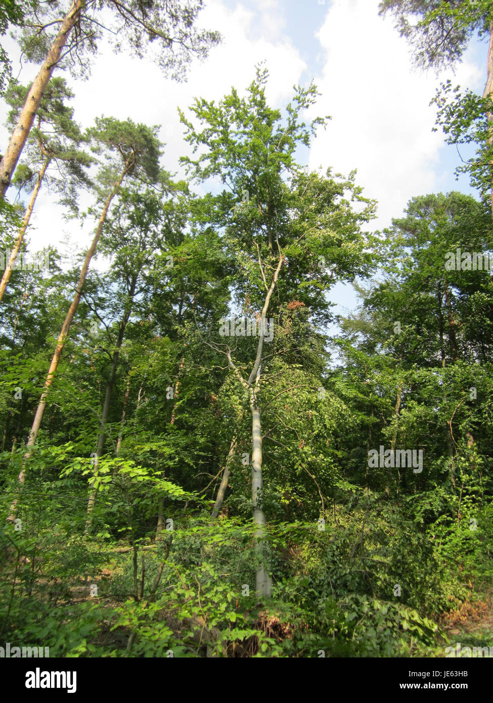 Windbruch in Schwetzinger Hardt si riferisce alle zone colpite dal vento, che influiscono sulla gestione forestale e sulle dinamiche ecologiche in questa regione della Germania. Foto Stock