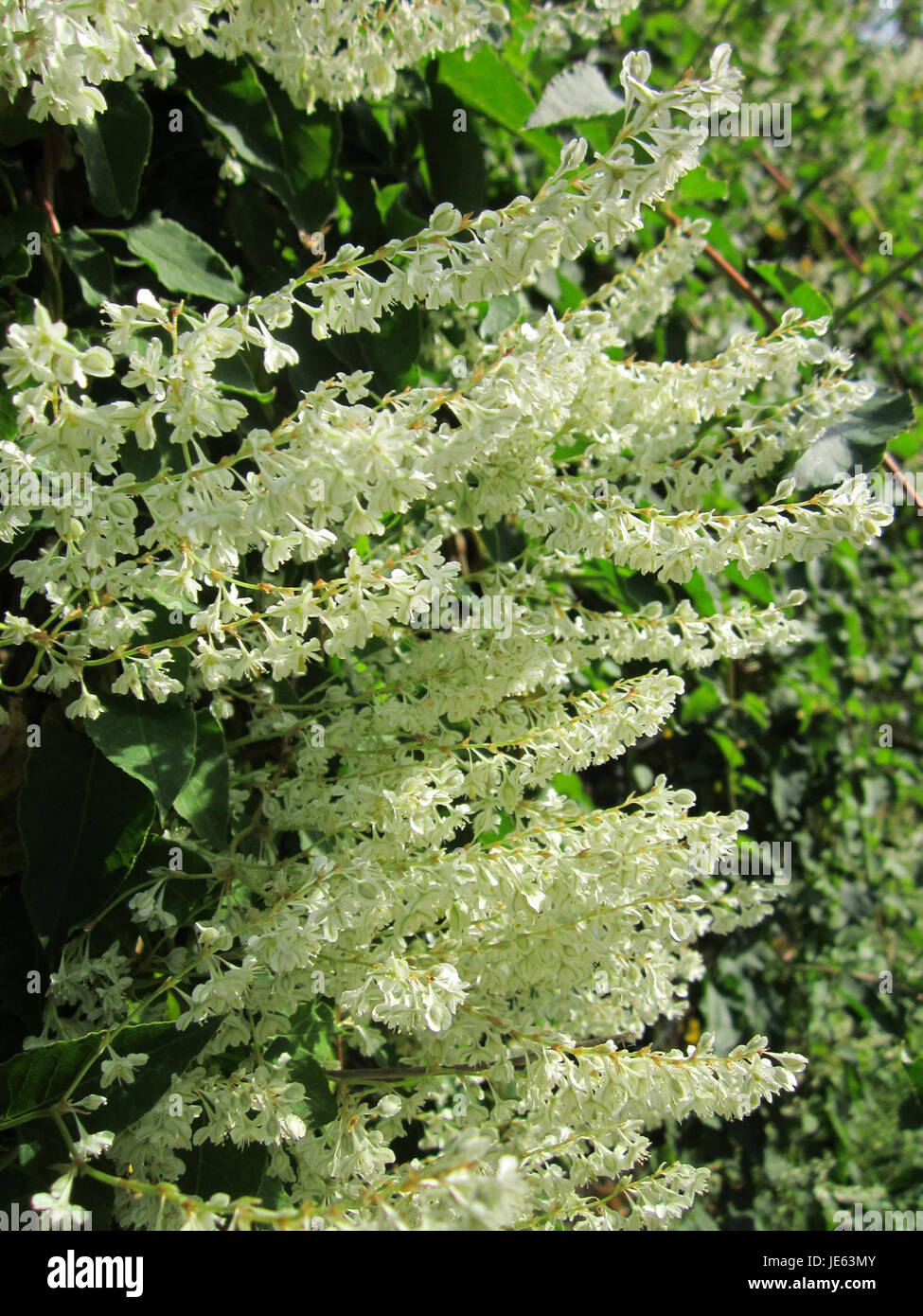 Una fotografia del 14 luglio 2013, che mostra Knotweed (Knoeterich) a Schwetzinger Hardt, Germania. L'immagine si concentra sulla crescita della pianta invasiva in un habitat naturale, tipico della vegetazione di questa regione. Foto Stock