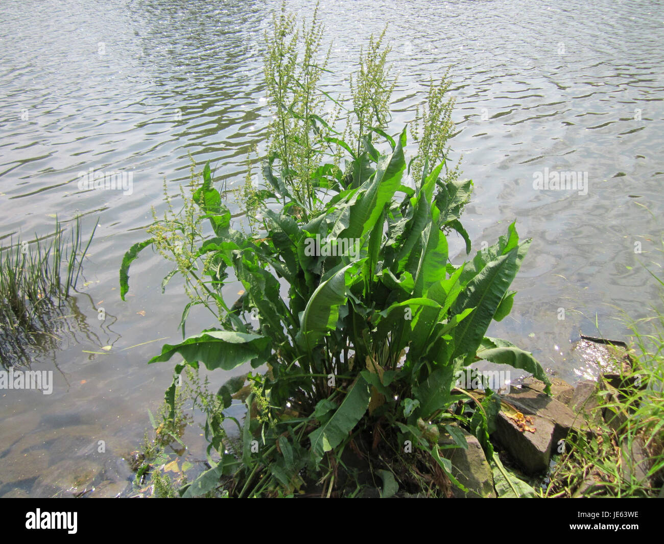 Il Rumex hydrolapathum, comunemente noto come bacino idrico, è una specie di pianta della famiglia del grano saraceno, Polygonaceae. Si trova nelle zone umide ed è caratterizzata da grandi foglie e da una preferenza per gli ambienti umidi. Foto Stock