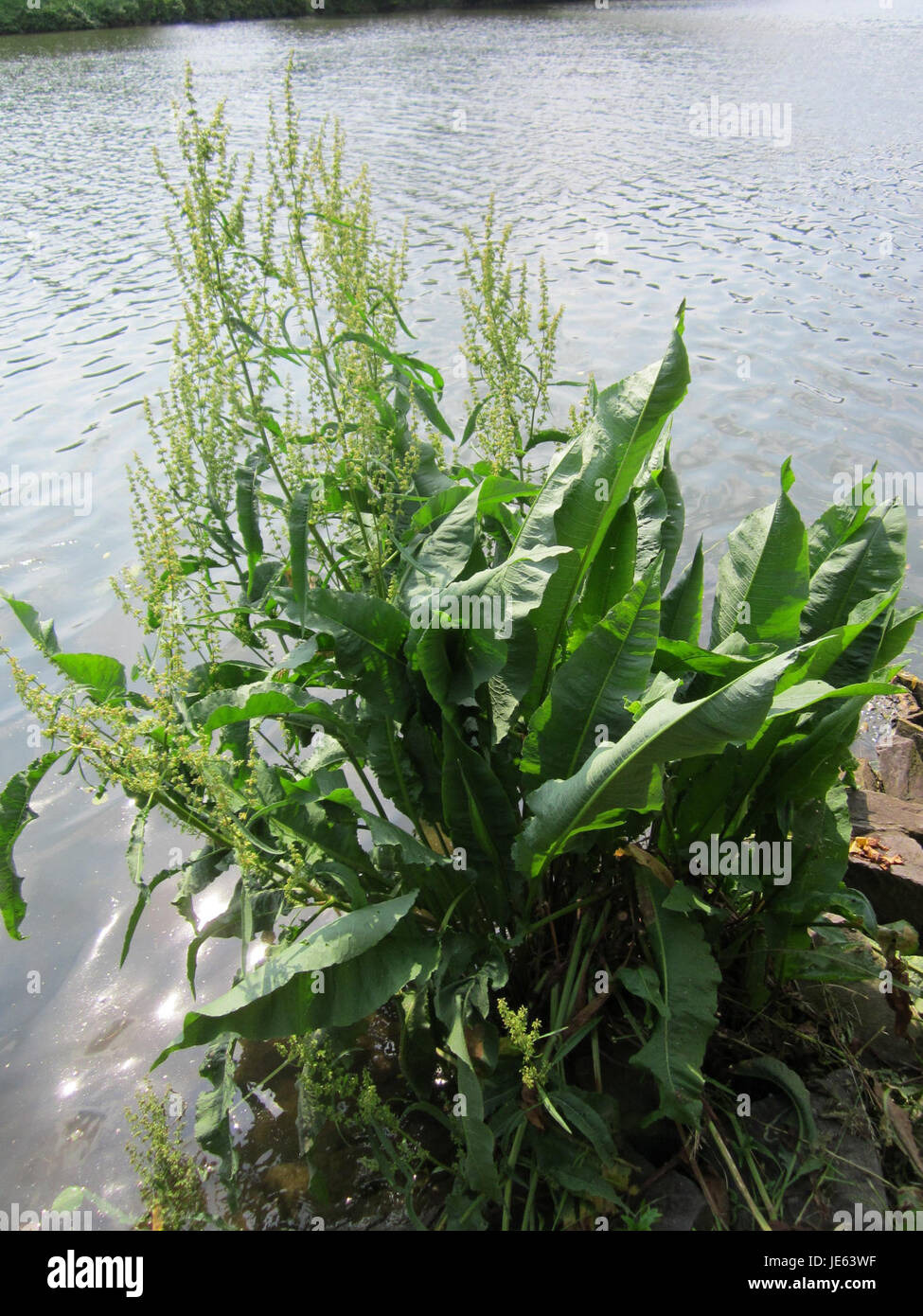 Rumex hydrolapathum, noto anche come bacino d'acqua, fotografato il 18 luglio 2013. Questa specie vegetale si trova tipicamente nelle zone umide, in particolare vicino a fonti di acqua dolce, ed è nota per le sue grandi foglie a forma di freccia. Foto Stock