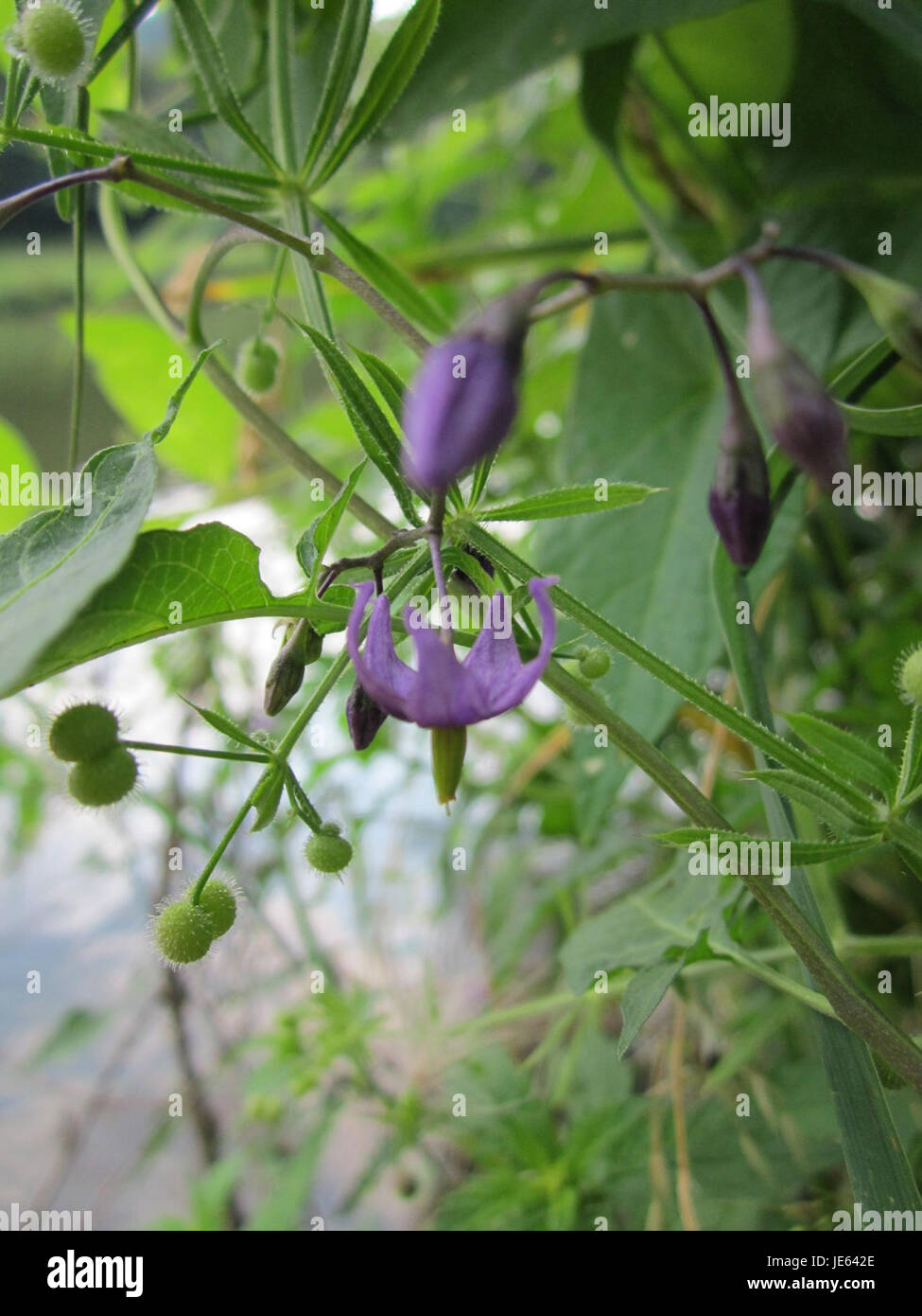 Una fotografia, scattata il 23 luglio 2013, dello stabilimento Nachtschatten, o nightshade, di Saarbrücken, Germania. Le specie di Nightshade sono note per la loro tossicità e si trovano in molte regioni del mondo. Foto Stock