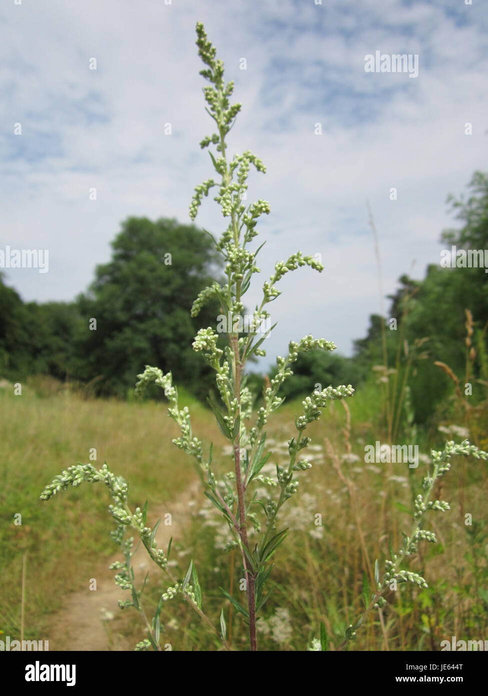 Beifuss Schwetzinger Hardt è una pianta originaria dell'Europa, riconosciuta per le sue proprietà medicinali e l'uso nei rimedi tradizionali a base di erbe. L'impianto si trova nella regione tedesca Schwetzinger Hardt. Foto Stock