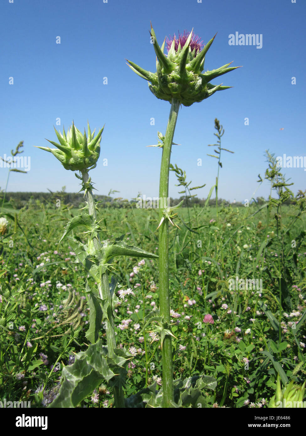 Il Silybum marianum, comunemente noto come cardo del latte, è una pianta utilizzata per le sue proprietà medicinali, in particolare per la salute del fegato. Contiene silymarin, un antiossidante che supporta la funzionalità epatica e la disintossicazione. Foto Stock