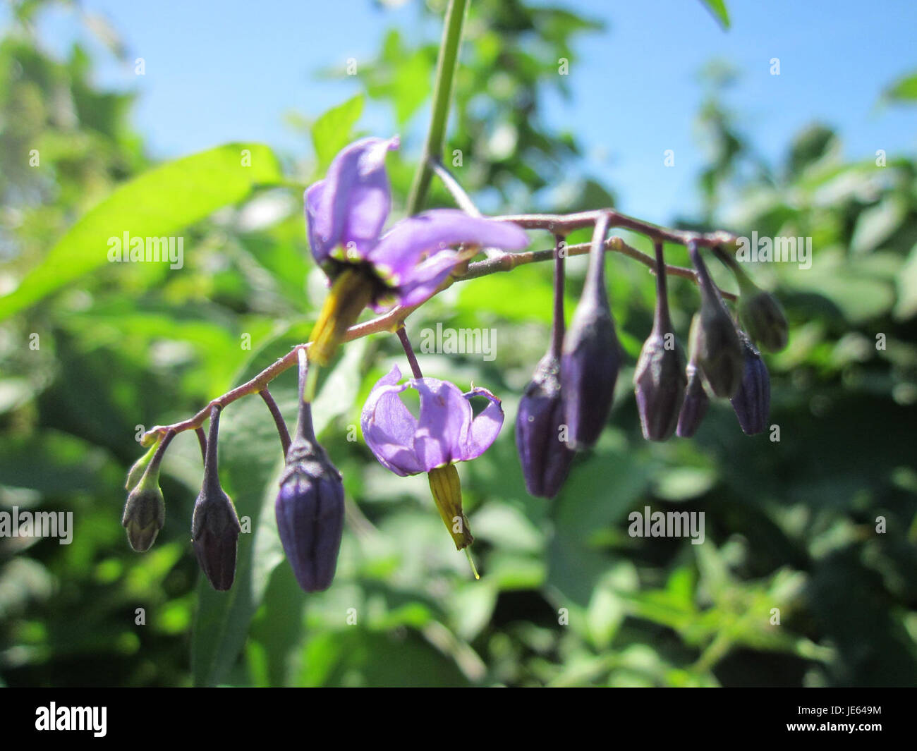 Questa fotografia del 30 luglio 2013 raffigura un membro della famiglia delle Solanaceae, comunemente nota come "Nachtschatten" (ombra notturna), trovata a Hockenheim. La pianta è riconosciuta per le sue proprietà tossiche e per i suoi fiori distinti. Foto Stock